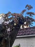 環(huán)嗪酮除大樹(shù)針哭滴強力爛根藥倒死除草樹(shù)劑爛劑腐根劑爛根王 1瓶裝【強效除樹(shù)劑】 曬單實(shí)拍圖