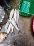挺派（TINGPAI） 掛鉤麥粒魚(yú)餌釣魚(yú)餌料谷麥顆粒麥粒餌野釣魚(yú)餌黑坑通殺鯽鯉麥粒 150ml掛鉤麥粒（復合VB） 避雜魚(yú) 攻攻鯽 曬單實(shí)拍圖