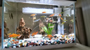 蝶翼斑馬魚(yú)長(cháng)尾長(cháng)鰭觀(guān)賞魚(yú)冷水小型淡水金魚(yú)活體好養淡水觀(guān)賞魚(yú) 翡翠綠3.5-4厘米5+1條備損發(fā)6 曬單實(shí)拍圖
