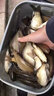 爆護(hù)全球餌料窩料釣魚(yú)黑坑野釣鯉魚(yú)鯽魚(yú)草魚(yú)野釣專用魚(yú)餌 爆護(hù)全球【兩瓶裝】 曬單實(shí)拍圖
