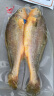 三都港 冷冻三去大黄鱼1kg/2条装 黄花鱼 深海鱼 生鲜 鱼类 海鲜水产 实拍图