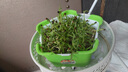 流彗綠豆芽觀察實驗diy種植盆栽幼兒園小學手工禮品植物發(fā)芽觀察作業(yè)植物開心農(nóng)場 觀察實驗盒子-綠豆 DIY水培種植玩具 曬單實拍圖