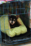 阿莫爾貓窩可拆洗保暖四季通用半封閉式貓咪窩狗窩貓床貓屋房子幼貓窩墊 巖松綠 小號 30*30*20cm 建議8斤內(nèi) 曬單實(shí)拍圖