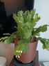 多色蟹爪蘭花苗盆栽帶花苞四季開(kāi)花重瓣螃蟹抓蓮好養易活室內花卉 【精品原盆土25-30棵】紅紫雙色（當年開(kāi)花）+肥 含盆 曬單實(shí)拍圖