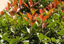 黛陌 紅葉石楠樹(shù)苗四季常青庭院別墅綠化苗木盆栽紅羅賓籬笆苗景觀 冠幅50冠幅 曬單實(shí)拍圖