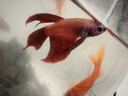 好養易活漂亮進(jìn)口寵物泰國斗魚(yú)活體觀(guān)賞魚(yú)淡水熱帶魚(yú)小型半月活魚(yú) 精品馬尾公1條 曬單實(shí)拍圖