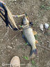 民間藝人伊勢尼魚(yú)鉤綁好子線(xiàn)雙鉤成品防纏繞有刺魚(yú)鉤套裝鯽魚(yú)野釣湖庫大物 曬單實(shí)拍圖