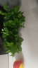 雙盟綠蘿盆栽除甲醛花卉綠植辦公室新房?jì)艋諝?120款10盆源頭直發(fā) 曬單實(shí)拍圖
