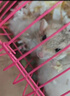 暮秋小主家養通心粉沙鼠幼崽活物網(wǎng)紅小型粘人學(xué)生宿舍寵物活體親人可上手 通心粉沙鼠母（1只） 曬單實(shí)拍圖