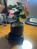 小盼菩提樹(shù)盆栽綠植物室內花盆景辦公室桌面觀(guān)葉四季客廳好養活樹(shù) 菩提【帶果發(fā)貨】原盆原土 帶盆栽好 曬單實(shí)拍圖