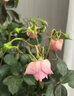 花葉病康月季花病蟲害多菌靈花卉菌立清殺蟲劑噴官方旗艦店劑 買三送二【一噴病害清】 曬單實(shí)拍圖