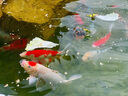 統一寶多福 錦鯉飼料魚(yú)食魚(yú)糧專(zhuān)業(yè)魚(yú)池漁場(chǎng)飼料10kg/20kg主食育成色揚 寶多福：20kg 主食 S 小顆?！?適合體長(cháng)10-25cm錦鯉 】 曬單實(shí)拍圖