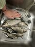 阿盧p04輕口高靈敏度鯽魚漂鯉魚漂醒目蘆葦浮漂黑坑野釣滑口弱口浮標(biāo) LPP04本色陰天尾（陰天用） 4號(hào)一支(吃鉛約1.73克) 曬單實(shí)拍圖