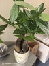 沭之美發(fā)財樹(shù)盆栽花卉家庭家居綠植 三桿發(fā)財樹(shù)+菱形陶瓷盆 源頭直發(fā) 曬單實(shí)拍圖