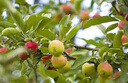 驅鳥(niǎo)神器農田果園菜地盈滿(mǎn)田驅鳥(niǎo)驚鳥(niǎo)強效趕禽防鳥(niǎo)驅走麻雀鴿子 一大包體驗包【30小包】 曬單實(shí)拍圖