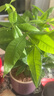 陽(yáng)凈【陶瓷盆】發(fā)財樹(shù)盆栽他批室內植物大棵客廳招財植物前臺綠植喬遷 【5年精品】S級三桿發(fā)財樹(shù)(原盆+招財吊牌) 曬單實(shí)拍圖