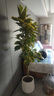 手耕田黃金榕大盆栽花葉橡皮樹(shù)客廳綠植落地式真花卉辦公室內大型植物 黃金榕1.5-1.6m白色大圓底盆 可 含盆 曬單實(shí)拍圖