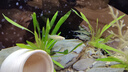 YEE魚(yú)缸超白背濾一體式自循環(huán)客廳生態(tài)桌面造景缸家用龜水草缸溪流缸 一體式50標(biāo)準(zhǔn)套餐（+濾材） 曬單實(shí)拍圖
