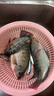阿盧b05底釣羅非魚(yú)漂高靈敏度長(cháng)竿深水羅飛鯉魚(yú)草魚(yú)青魚(yú)鰱鳙混養浮標 LPB05(蘆葦11目細尾) 3號(吃鉛約3.29克) 曬單實(shí)拍圖
