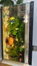 當貝智能生態(tài)魚(yú)缸1SUltra雙過(guò)濾AI托養懶人家用桌面魚(yú)缸 新老隨機發(fā)貨 曬單實(shí)拍圖