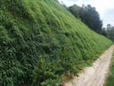 QCDD護(hù)坡固土草籽種子四季青耐寒矮草坪種孑山邊坡公路紫穗槐灌木植物 護(hù)坡高羊茅包衣凈籽混播/斤 曬單實(shí)拍圖