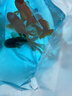 泰獅金魚(yú)活冷水魚(yú)淡水魚(yú)鎏金蘭壽紅獅金魚(yú)觀賞魚(yú)好養(yǎng)耐活魚(yú)活體魚(yú) 7-9cm黑泰獅2條 曬單實(shí)拍圖
