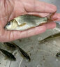 鯉魚(yú)苗活體淡水養殖食用鮮活冷水觀(guān)賞紅尾鯉魚(yú)稻田特大鯉魚(yú)魚(yú)苗批發(fā)淡水魚(yú) 鯉魚(yú)苗8-10厘米30條加10%防損 曬單實(shí)拍圖