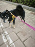 冇寵狗狗牽引繩背心式中小型犬狗繩籃球運動風柴犬泰迪遛狗繩狗胸背帶 黃色 M（胸圍52-64cm）建議15-28斤 曬單實拍圖