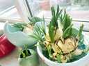 福建漳州水仙花雕刻大種球年宵花盆栽水培植物室內開(kāi)花濃香型耐寒 【花王雕刻】單瓣8-10枝花苞2粒 距離活動(dòng)結束還有00：05：13 曬單實(shí)拍圖
