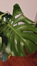 愛(ài)優(yōu)尚龜背竹觀(guān)葉植物室內客廳辦公室綠植大盆栽?xún)艋諝馕兹┰搭^直發(fā) 曬單實(shí)拍圖