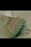 好奇（Huggies）小森林紙尿褲M(mǎn)50片(6-11kg)尿不濕心鉆【透氧頂配更低敏】 曬單實(shí)拍圖