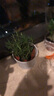 種花迷迷迭香盆栽可食用香草植物香料西餐牛排調(diào)料新鮮苗防蚊子驅(qū)蚊植物 迷迭香1盆+【白螺紋色花盆】 不含盆 曬單實(shí)拍圖