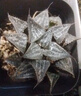 迎虞花苑辦公室喜陰喜水多肉植物室內(nèi)迷你小盆栽 日月潭玉露 帶塑料盆 曬單實(shí)拍圖