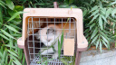 多可特（D-cat） 宠物航空箱猫太空舱猫包猫咪外出用品猫笼子狗托运箱外出便携式 1号-咖色（12斤以内）48*32*30 实拍图