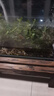 黃金蜆魚(yú)缸專(zhuān)吃魚(yú)屎糞便冷水觀賞淡水魚(yú)冷水魚(yú)清理凈水黃金河蚌 小缸豪華套餐【30-50cm缸】 曬單實(shí)拍圖
