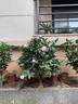 植物再生劑濃縮營(yíng)養液復活液水培花肥料室內盆栽植物營(yíng)養液通用型 單盒(6支108g） 曬單實(shí)拍圖