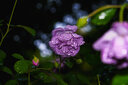 圖麗FiRIN 100mm F2.8 FE口全畫幅微距鏡頭微單相機(jī)中遠(yuǎn)攝百微人像鏡頭 官方標(biāo)配 索尼E卡口 曬單實(shí)拍圖