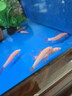 清缸三劍客大師彩虹鯊粉紅鯊金苔鼠青苔鼠觀(guān)賞魚(yú)除藻清潔工具魚(yú) 清缸四劍客4~5CM各1條共4條 曬單實(shí)拍圖
