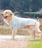 華元寵具（hoopet）狗狗衣服涼涼衣寵物夏天大中型犬衣服拉布拉多金毛夏季薄款狗衣服 字母涼感T恤-綠色新款 3XL-胸圍0-66cm（建議18-26斤） 曬單實(shí)拍圖