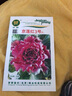 京研羽衣甘藍種子觀賞彩色甘藍葉牡丹耐寒抗凍可食用陽臺盆栽蔬菜籽孑 京蓮紅3號100粒 曬單實拍圖