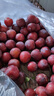 正宗四川脫骨李小脆紅半邊紅茵紅李當季新鮮水果五月脆李彩箱 大果帶箱5斤--保證新鮮 曬單實(shí)拍圖