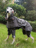 ISPET大型犬狗狗雨衣全包四腳可拆分式雨披耐用舒適防水brotherdog系列 卡其色 XS 曬單實拍圖