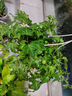 行湘常春藤吊蘭綠植盆栽植物垂吊 165#常春藤塑料原盆2盆裝 源頭直發(fā) 曬單實(shí)拍圖
