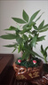 兮月發(fā)財樹(shù)小盆栽花卉辦公室桌面綠植室內客廳陽(yáng)臺盆景四季好養金錢(qián)樹(shù) 三桿發(fā)財樹(shù)【早安吸水盆】 曬單實(shí)拍圖