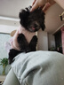 愛(ài)肯拿（ACANA）狗糧 幼犬小型犬 全價(jià)小顆粒無(wú)谷雞肉高蛋白進(jìn)口犬糧2kg效期26/8 曬單實(shí)拍圖