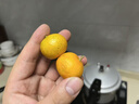 京鮮生 金秋砂糖橘/砂糖桔 5斤 生鮮水果禮盒  曬單實(shí)拍圖