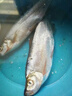 YGK PE JP進(jìn)口原絲ygkpe jp線16編五彩pe線路亞打黑海釣?zāi)湍ゴ罅︸R遠(yuǎn)投主線 16編YGK PE JP【五彩】300米 1.5【防咬耐磨】 曬單實拍圖