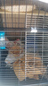 寵趣匯龍貓松鼠籠子柜籠超大號多層加密家用大別墅花枝鼠密袋鼬專(zhuān)用籠子 加長(cháng)無(wú)輪2層【47_37_78】 升級款【草窩+飲水器+基礎款】 曬單實(shí)拍圖