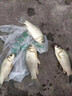 博菲特日本原絲虞美人500米魚線主線海竿線遠(yuǎn)投拋磯線尼龍線釣魚線子線 【500米/盤】透明色 3.0號 曬單實拍圖