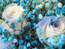 爱在此刻鲜花碎冰蓝玫瑰满天星花束送女友生日礼物同城配送 晒单实拍图